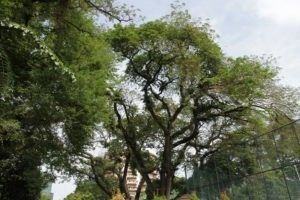 Pohon Trembesi di Jalan Diponegoro, Medan, dekat bangunan bergaya Eropa
