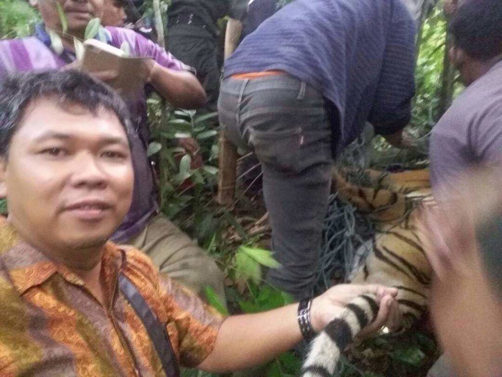 Harimau Liar Terperangkap