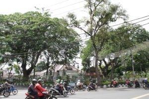 Pohon Trembesi di halaman Rumah Dinas Walikota Medan