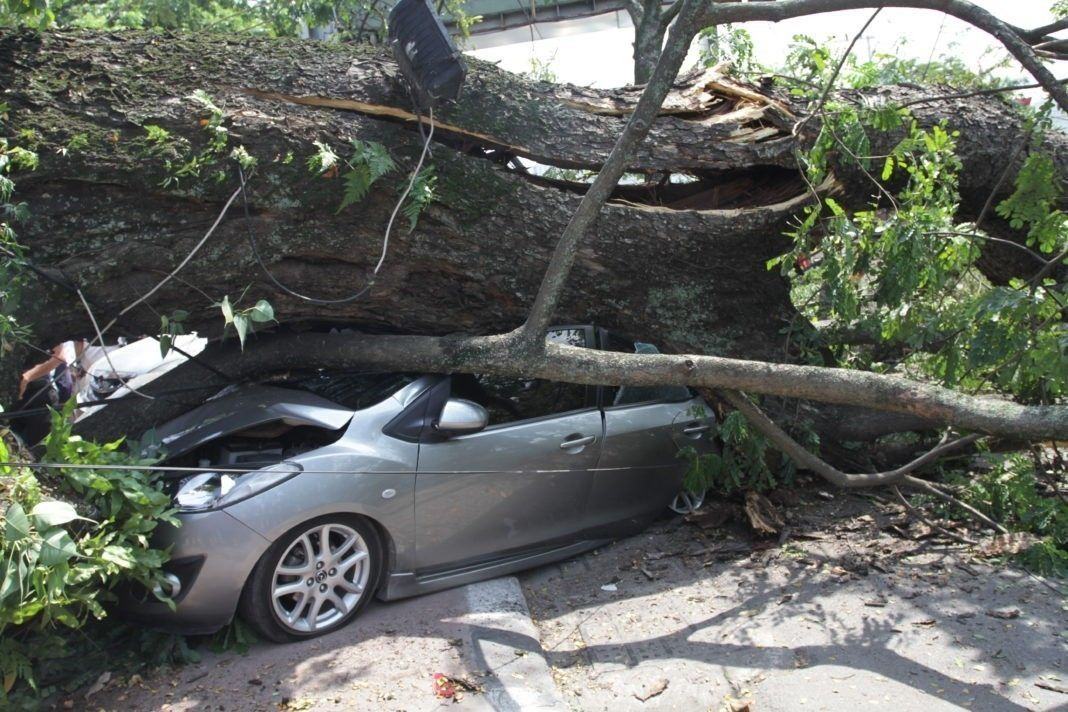 Satu Unit Mobil Remuk Tertimpa Pohon Trembesi