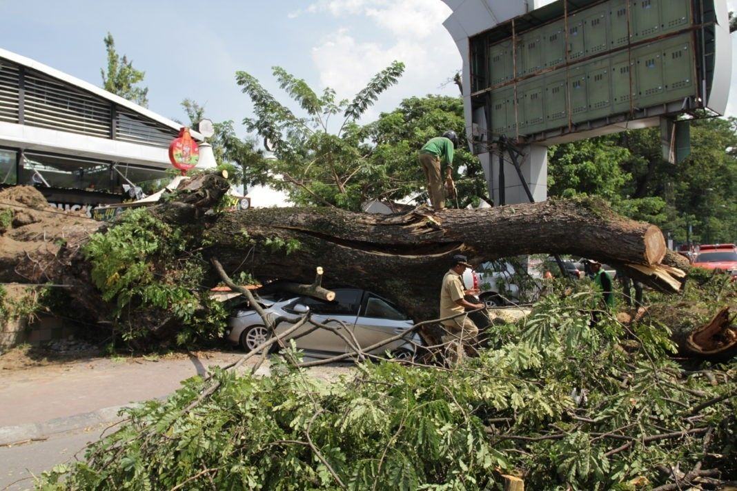 Pohon Trembesi Tumbang di Jalan Balai Kota Medan