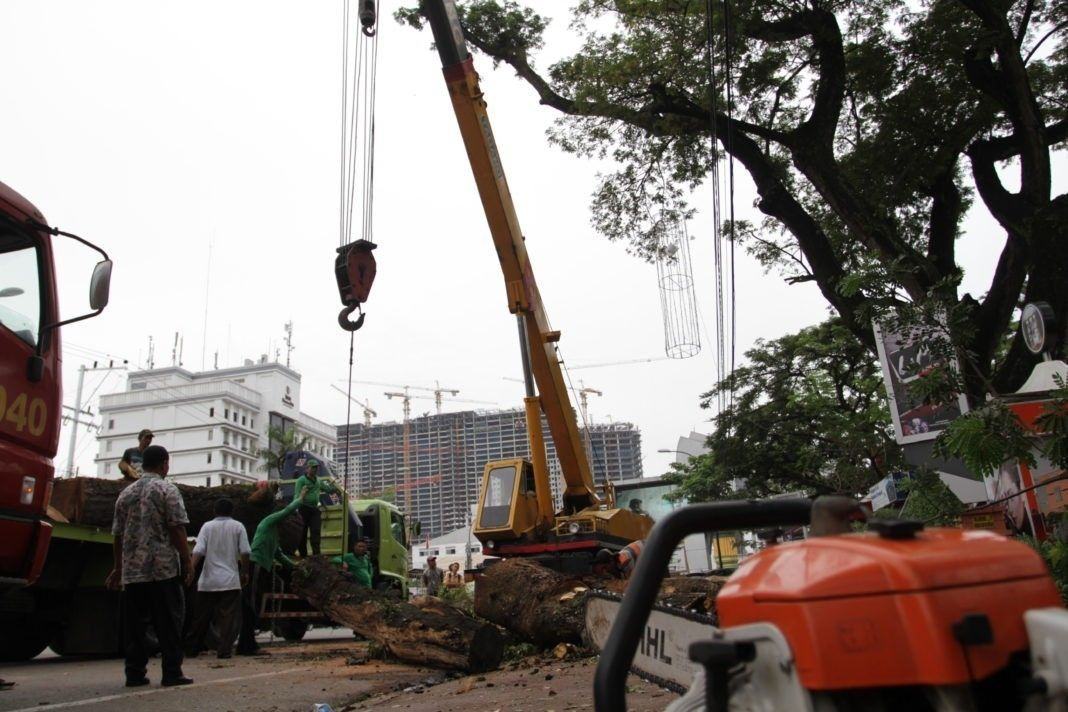 Yogoy/Dinas Pertamanan Memotong Pohon Trembesi di Lapangan Merdeka