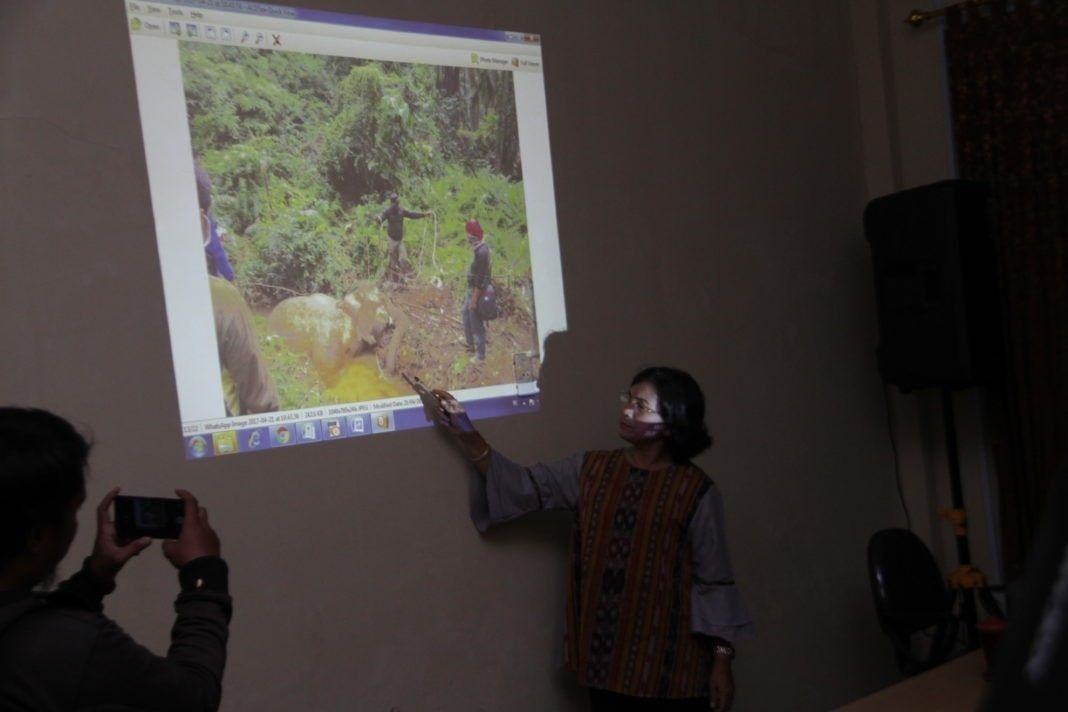 Gajah Mati di Sei Lepan, BBKSDA Tuntut Pengeluaran Izin Perkebunan di Hentikan
