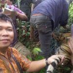 Harimau Liar Terperangkap, Penjerat untuk Babi Hutan di Simalungun (3)