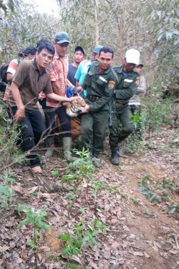 Harimau Liar Terperangkap