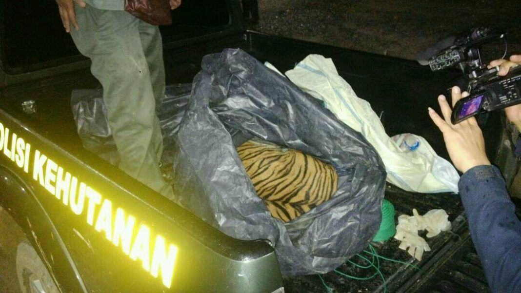Harimau Tewas di Labura