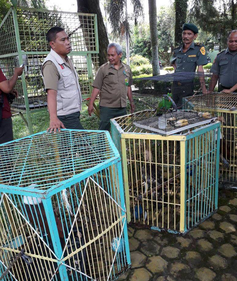 Kasus Satwa Dilindungi Elang