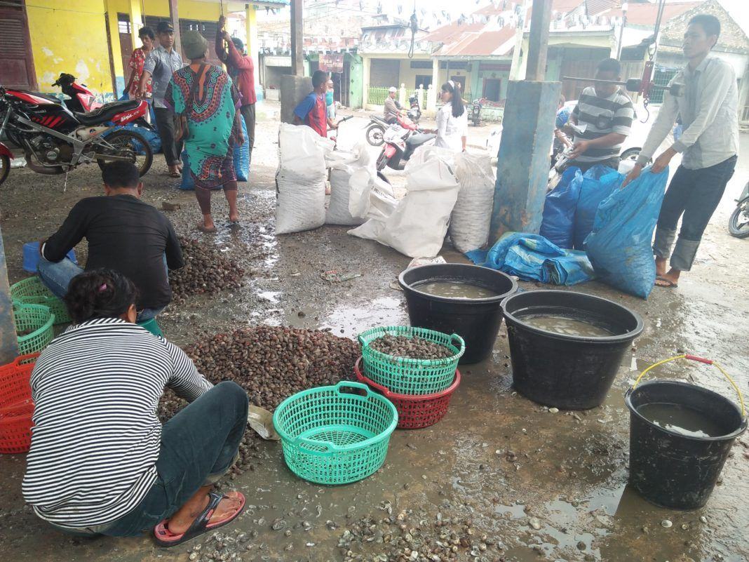 Kerang Batubara
