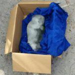 Heboh…! Mayat Bayi Ditemukan Dalam Sungai Desa Nanassiam