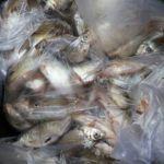 Diduga Tercemar Limbah, Ribuan Ikan Mengapung di Sungai Damuli