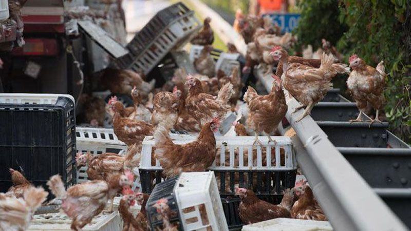 Ribuan ayam lepas ke jalanan yang membuat kemacetan panjang di Austria. (AFP PHOTO/APA/FOTOKERSCHI.AT/KERSCHBAUMMAYR)