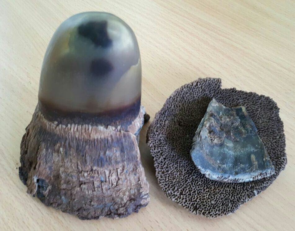 Jual Cula Badak