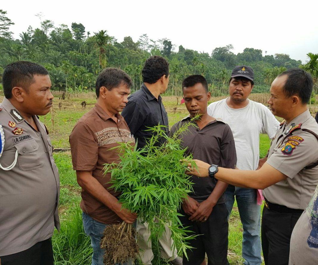 Tanam Ganja
