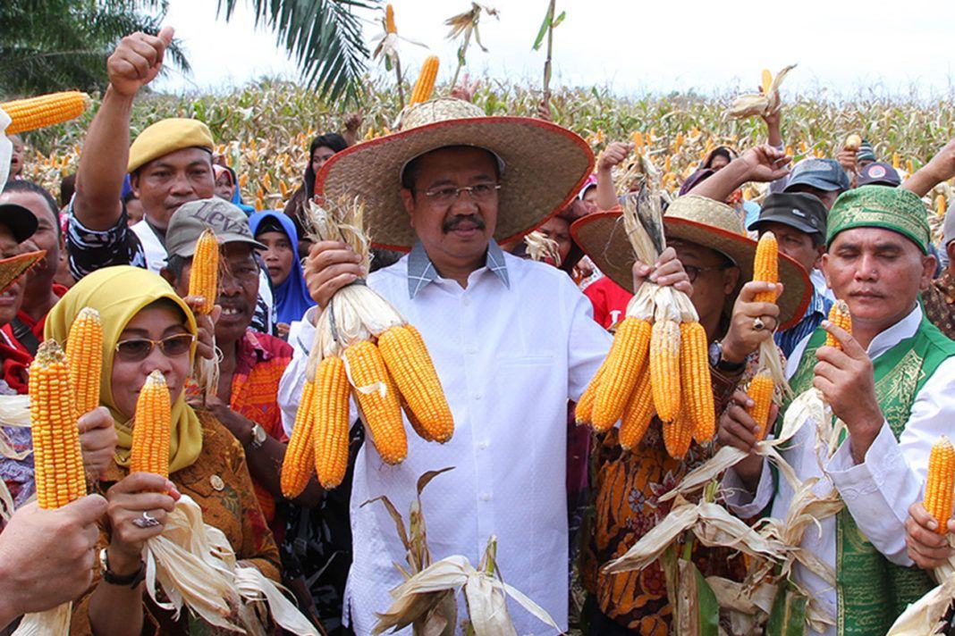 Tanam Jagung di Lahan Terlantar