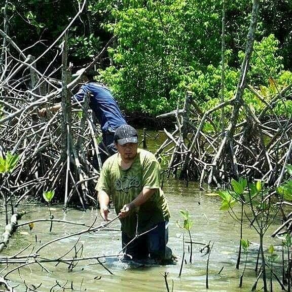 Konsisten Dalam Budidaya Mangrove