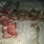 Dua Pelaku Pencuri Lembu di Labusel Berakhir Jeruji Besi