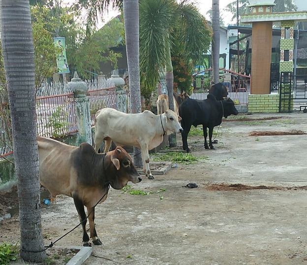 Masjid Raya AR Rahman, Sembelih 5 Ekor Hewan Kurban