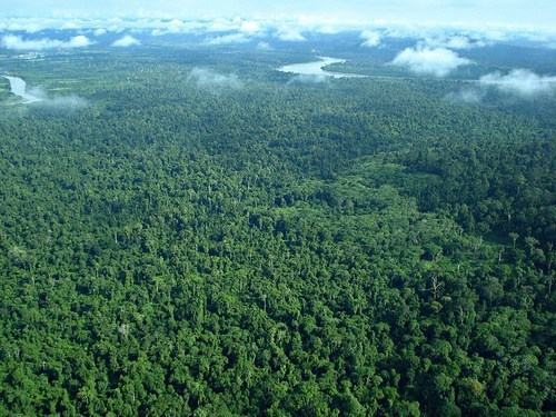 Literasi Jalanan, Ibukota Baru Ancaman Hutan Kalimantan