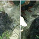 Polsek Bilah Hilir, Penyidikan Atas Penemuan Tulang Belulang 