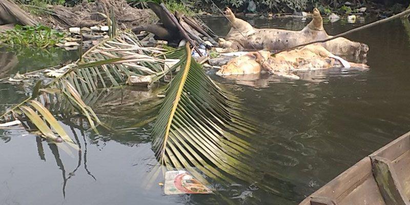 IMM Kota Medan, Ingatkan Peternak Babi Patuhi Aturan!