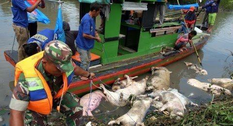 Cemari Sungai, IMKM Pinta Kepolisian Tindak Tegas Pembuang Bangkai Babi