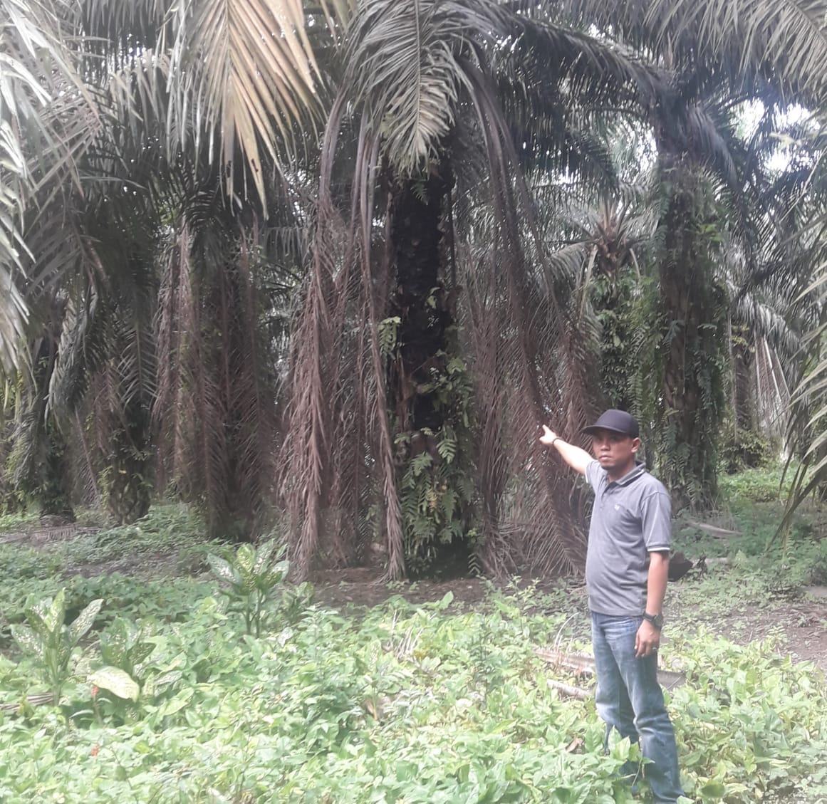 Kebun Aek Nabara Utara PTPN III, Diduga Sarat Permainan dan Semak