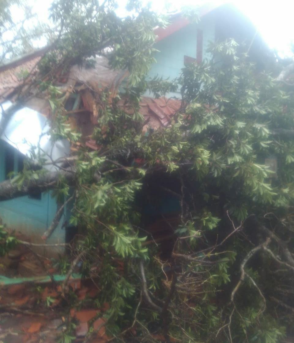 Hujan di Ciamis, Pohon Tumbang