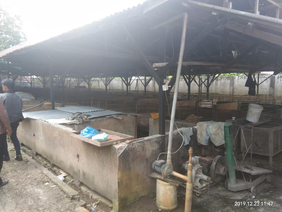 Ternak Babi Tandam Hilir, Diduga Terjangkit Virus Kolera