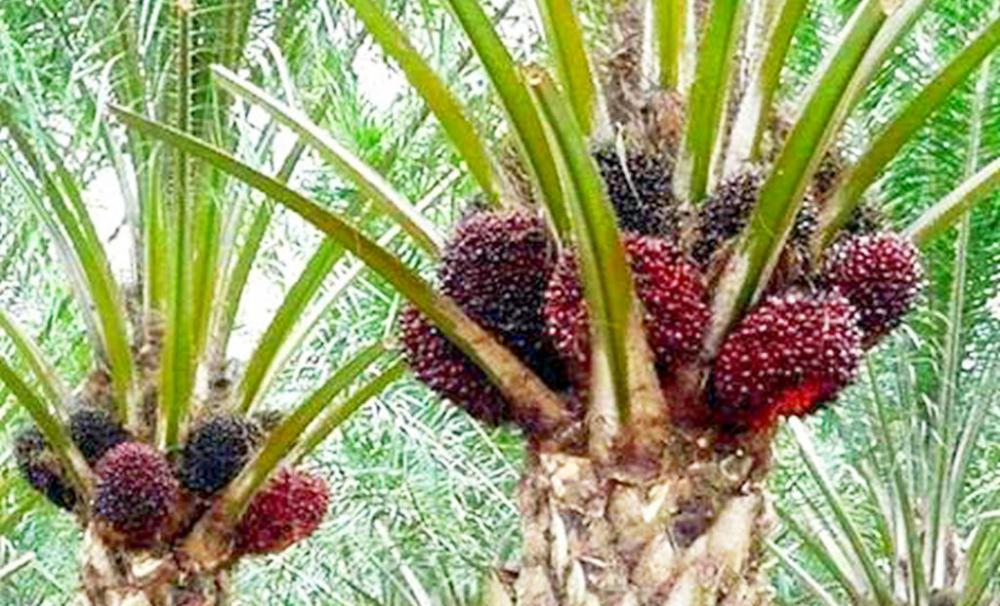 Harga Sawit Terus Naik, Petani Labuhanbatu Merasa Lebih Lega
