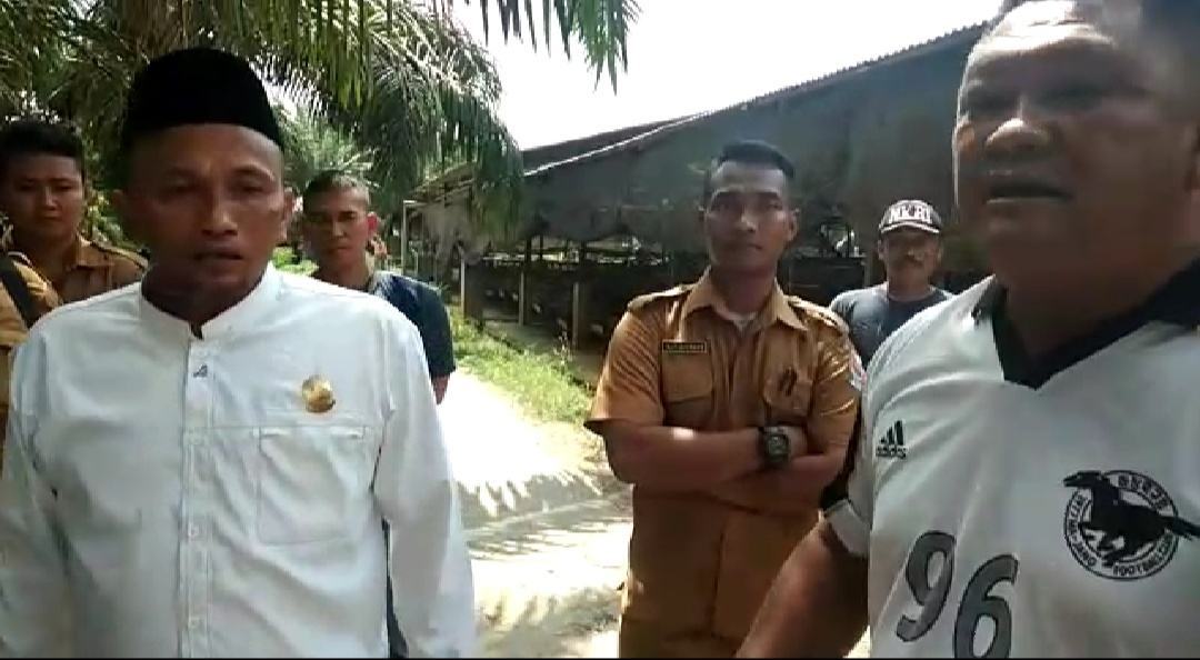 Ternak Babi Tandam Hilir, Penertiban Dihadang Oknum Preman