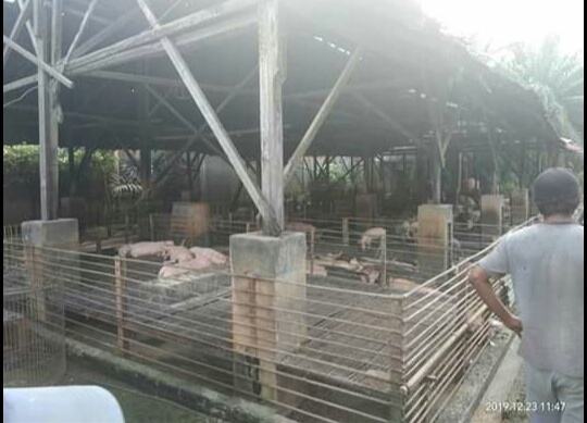 Ternak Babi Tandam Hilir, Penertiban Dihadang Oknum Preman