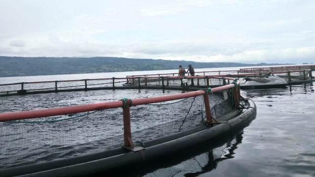 Demi Danau Toba, ILAJ Minta LBP Tutup KJA PT. Japfa