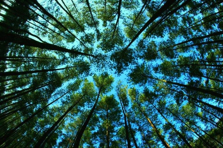 Manfaat Hutan yang Perlu Kita Ketahui dan Kita Syukuri