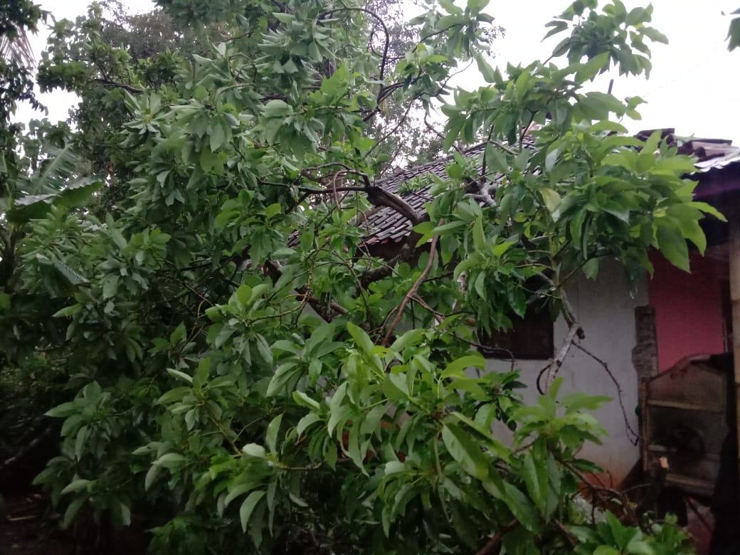 Pohon Tumbang di Ciamis Menimpa Rumah Warga, Kerugian Diperkirakan Jutaan Rupiah