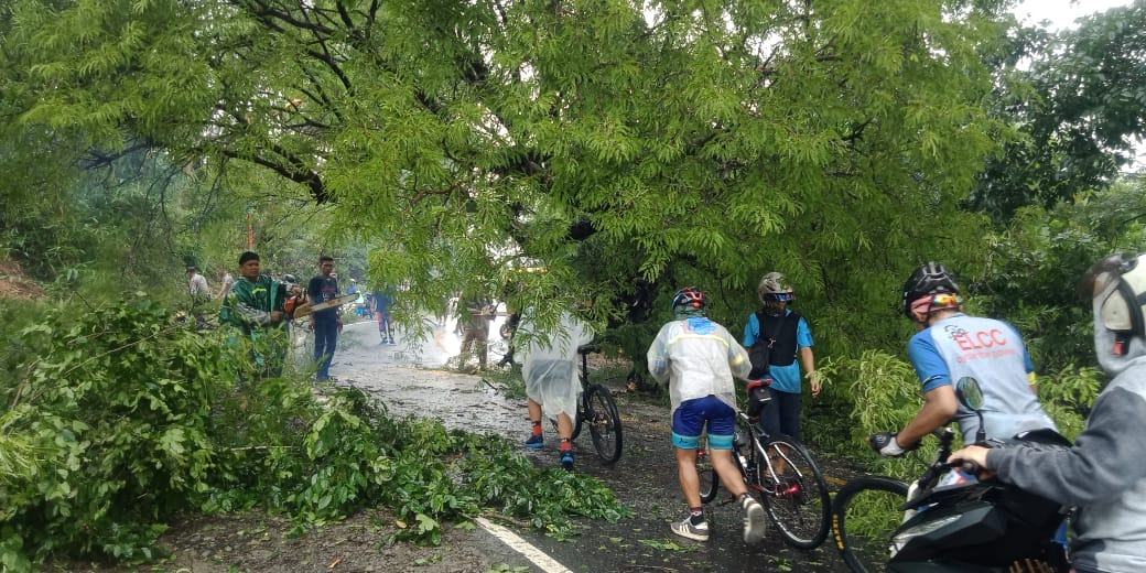 Hujan di Banjar, Pohon Asem Tumbang Menutup Jalan Nasional