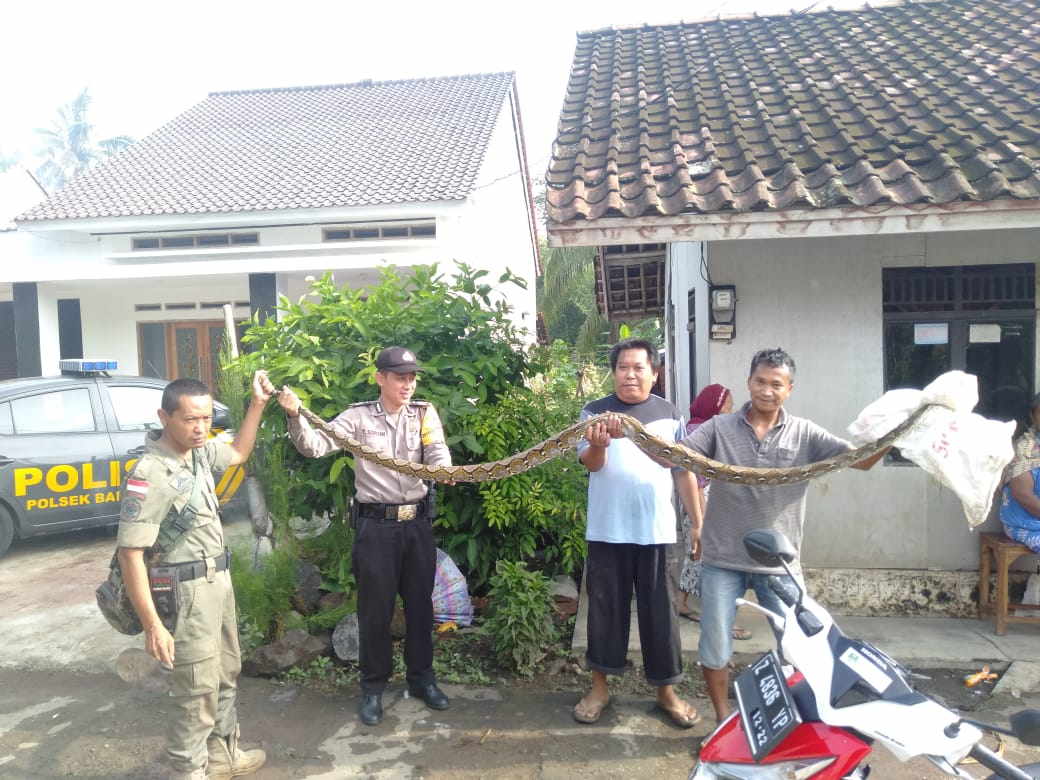 Bhabinkamtibmas Polsek Banjar, Berhasil Menangkap Ular Sepanjang 3 Meter