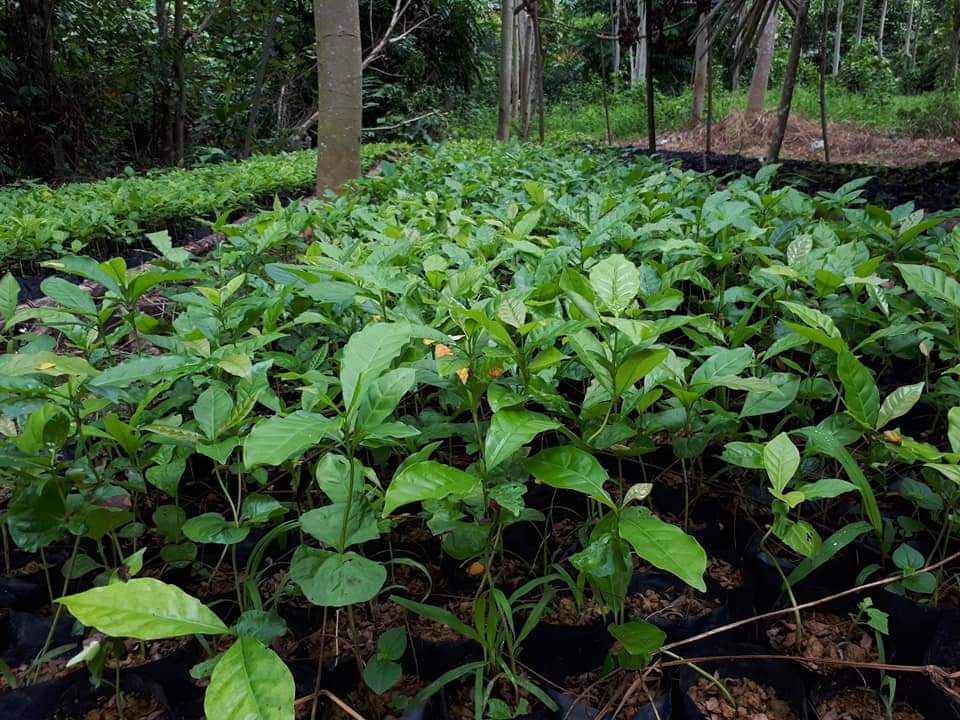 Kelompok Tani Serhumpun Kampung Sulum Aceh Tamiang, Kembangkan Kopi Kampong