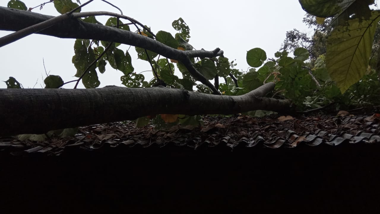 Hujan Deras Mengguyur Pamarican, 1 Rumah Warga Rusak Tertimpa Pohon