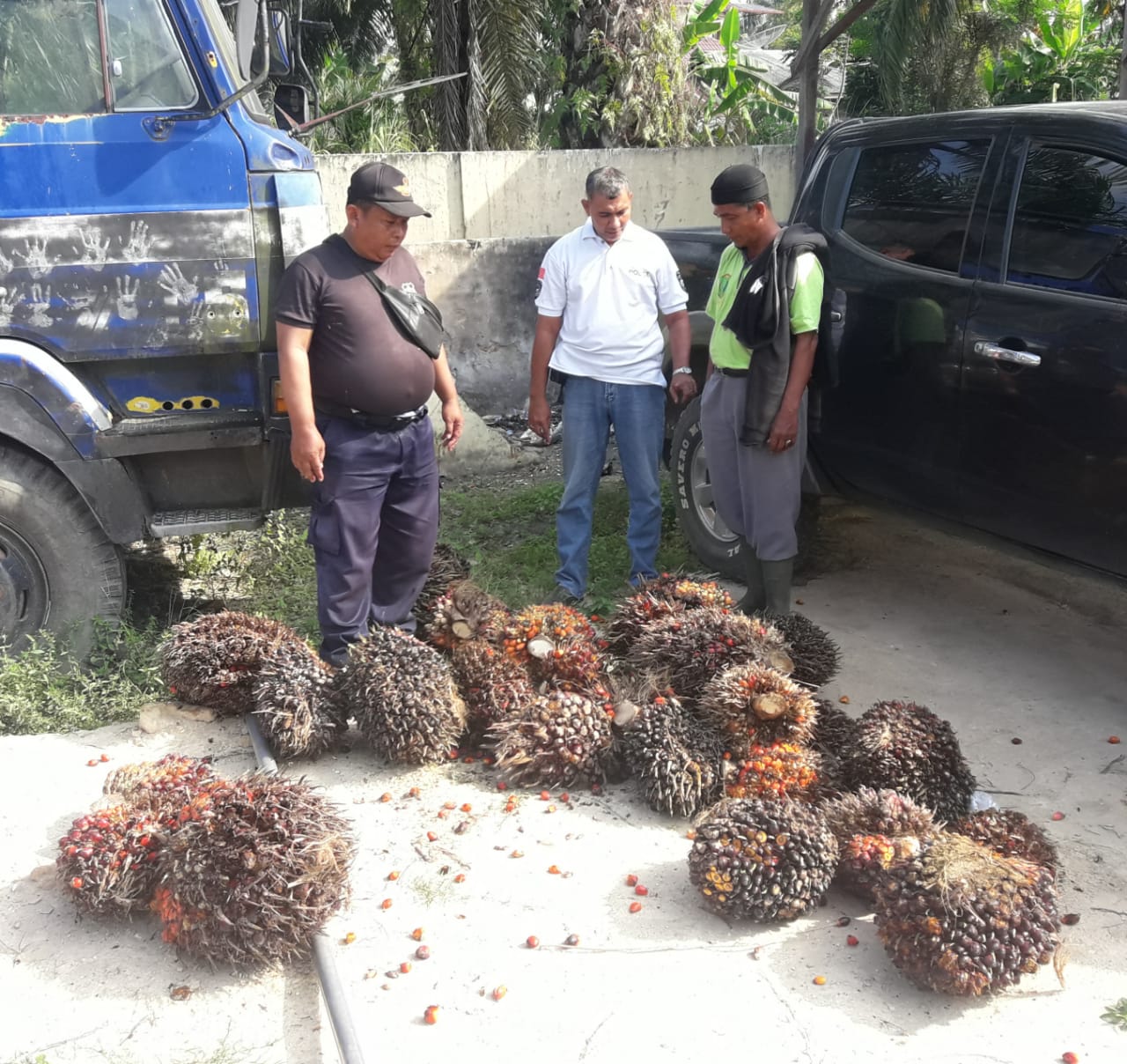 Pelaku Pencurian TBS di PT Perkebunan Nusantara I Berhasil Diamankan