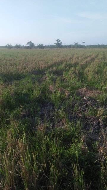 Lahan Pertaniannya Dikuasai Penggarap, Roslita Minta Keadilan