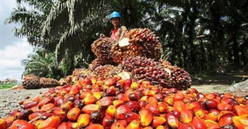 Petani Sawit Terancam, Harga CPO Turun