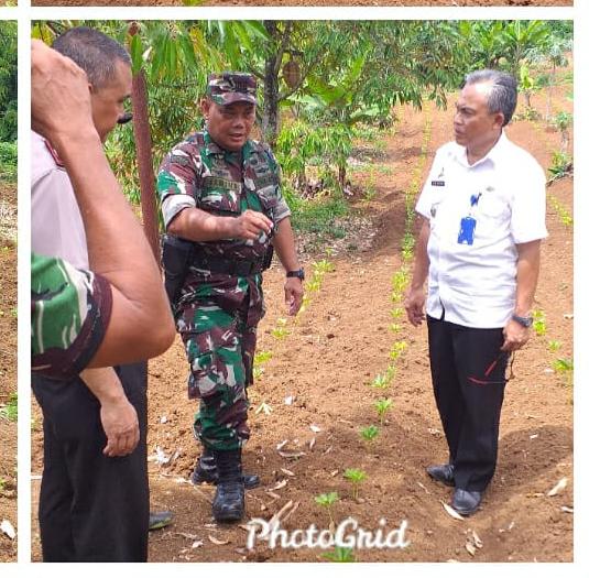 Pandemi Covid-19, Koramil Cimaragas Ajak Masyarakat Tanam Jagung