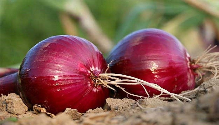 Ada Bawang Peking, Masyarakat Setidaknya Bisa Berpaling Sejenak dari Bawang Merah