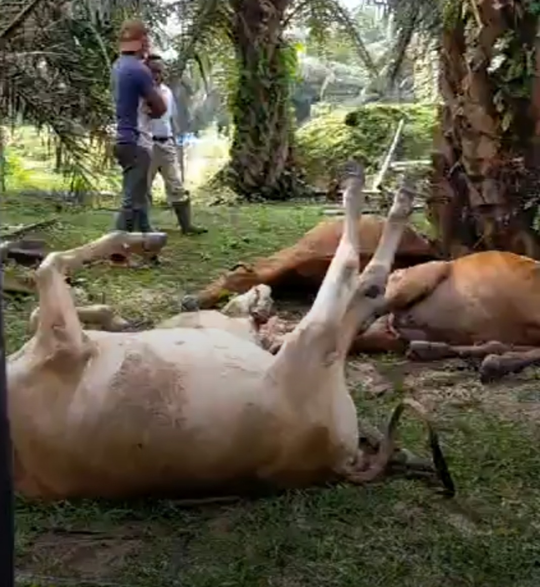 7 Ekor Lembu Mati di Langkat, Disambar Petir