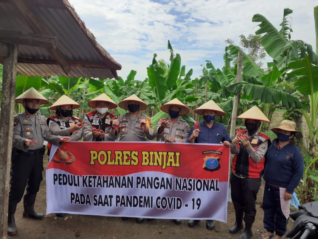 Kapolres Binjai, Panen Cabai Merah Guna Dukung Ketahanan Pangan (2)