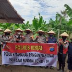 Kapolres Binjai, Panen Cabai Merah Guna Dukung Ketahanan Pangan (2)