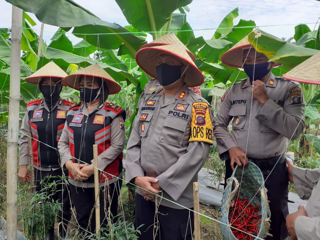 Kapolres Binjai, Panen Cabai Merah Guna Dukung Ketahanan Pangan
