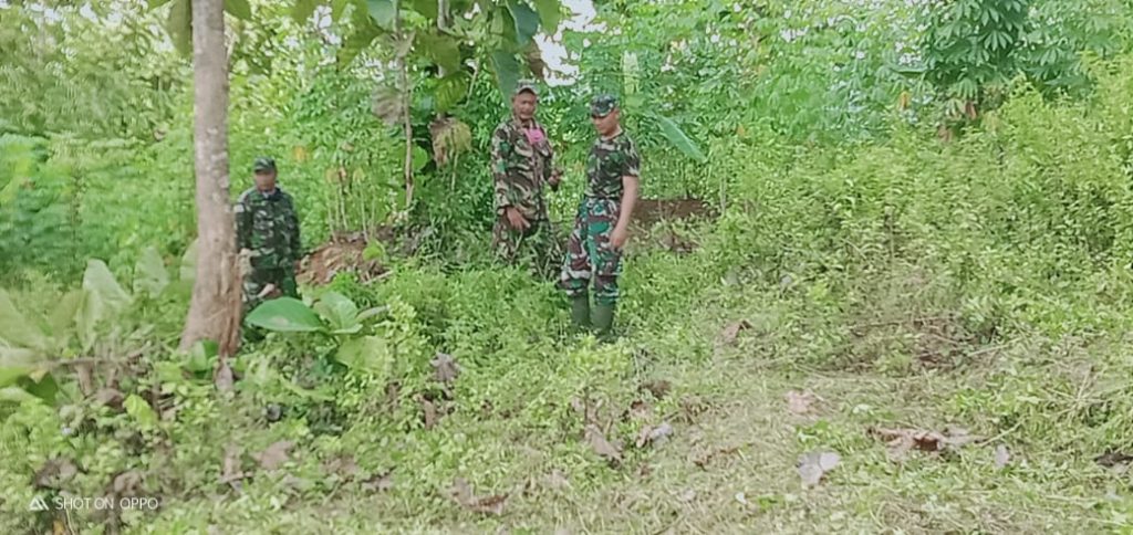Pandemi Corona, Koramil Pamarican Menanam Tanaman Pangan