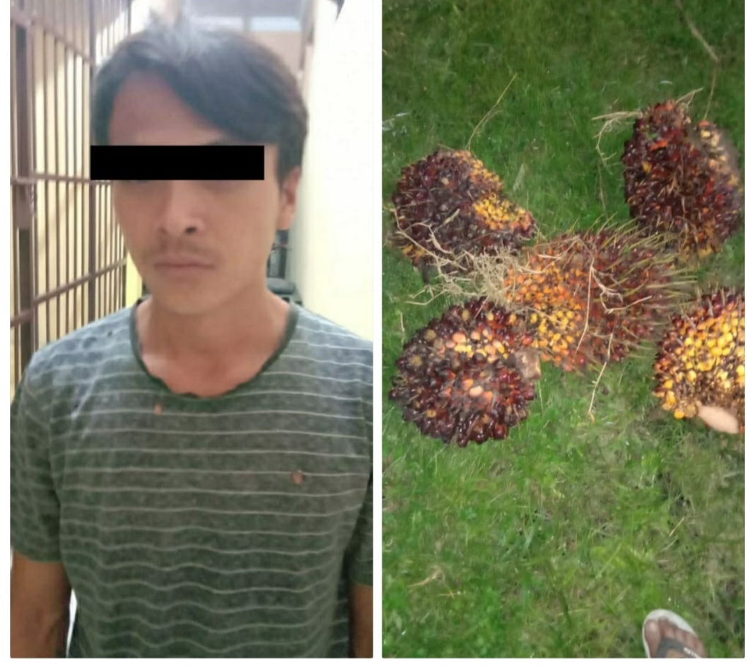 Polsek Pagar Merbau, Tangkap Pencuri Buah Kelapa Sawit