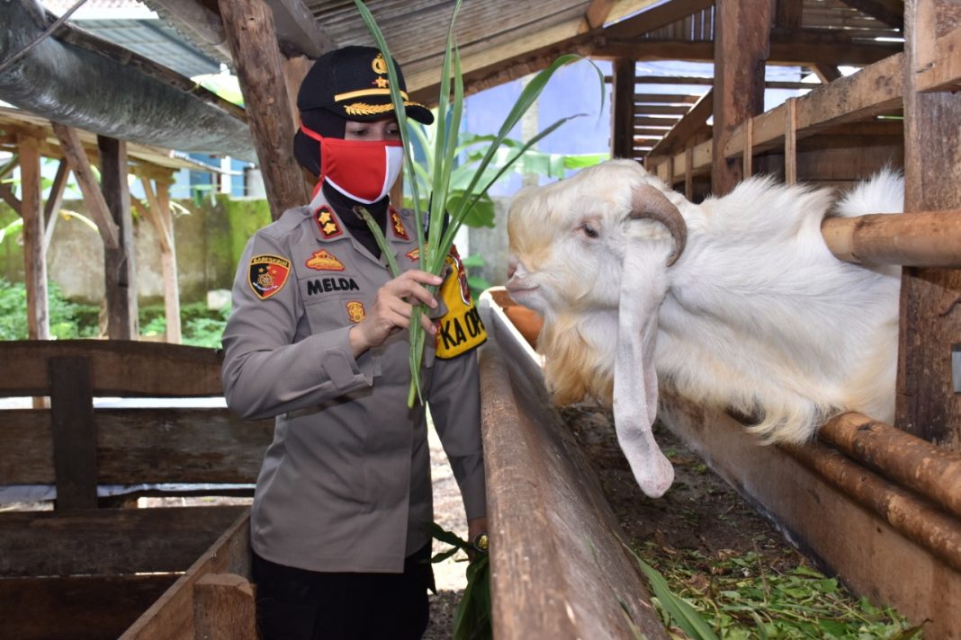 Dukung Ketahanan Pangan, Kapolres Banjar Tinjau Peternakan Sapi